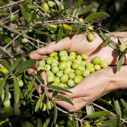 Backyard Olive Oil: Part Two